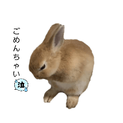 [LINEスタンプ] ミニウサギのモカちゃんスタンプ