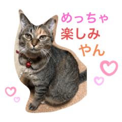[LINEスタンプ] あんずちゃん其の0