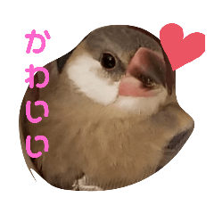 [LINEスタンプ] 文鳥 ぴーくーの画像（メイン）