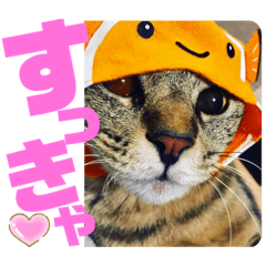 [LINEスタンプ] きしことむつ。時々ゆきこ。