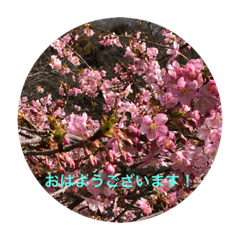 [LINEスタンプ] kinko Spring
