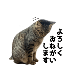 [LINEスタンプ] ぴことぴの。わくわくどきどきすたんぷ