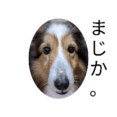 [LINEスタンプ] 近藤家の日常。