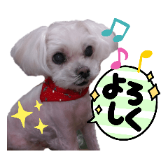 [LINEスタンプ] りり と にゃごちびまめたろうスタンプ