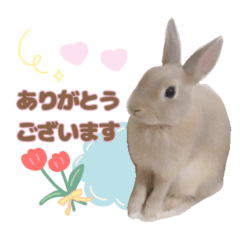 [LINEスタンプ] うさこのstamp