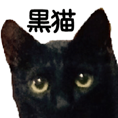 [LINEスタンプ] 黒猫ちゃんの写真スタンプの画像（メイン）