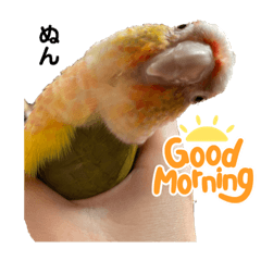 [LINEスタンプ] ウロコインコのうりPart4