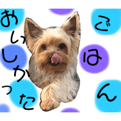 [LINEスタンプ] ウチのヨーキーちゃん達♡