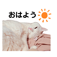 [LINEスタンプ] 19歳のご長寿猫 白猫ちーちゃん