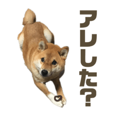 [LINEスタンプ] 柴犬こっちゃん3