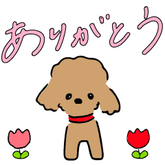 [LINEスタンプ] 毎日使えるトイプードル［かわいい］