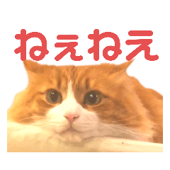[LINEスタンプ] 木村とら