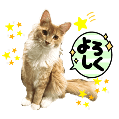 [LINEスタンプ] メインクーンのビビ