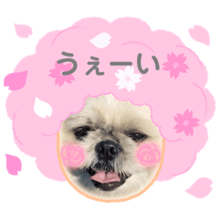 [LINEスタンプ] 小太郎のあいさつ6❤︎"
