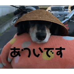 [LINEスタンプ] ミニチュア ダックス