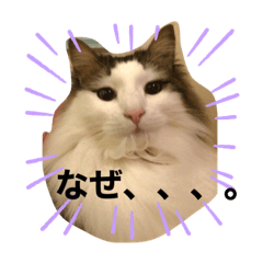 [LINEスタンプ] 気まぐれ猫のクララ姫