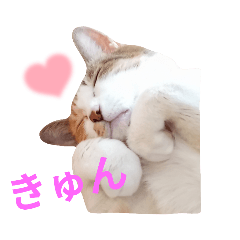 [LINEスタンプ] 日和にゃんこ