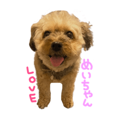 [LINEスタンプ] 河合めいちゃん