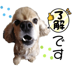[LINEスタンプ] アメコカのレモン