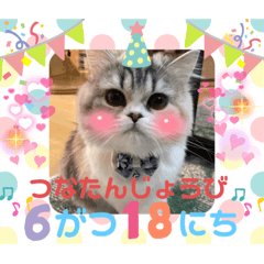 [LINEスタンプ] 庶民的猫つなちゃんスタンプ