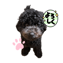 [LINEスタンプ] 黒トイプーの雷蔵2