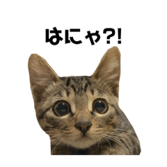 [LINEスタンプ] あばれんぼうぬこ