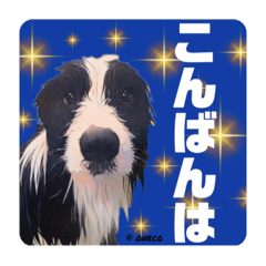 [LINEスタンプ] ボーダーコリー時々スコッチ。