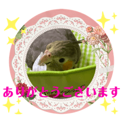[LINEスタンプ] オカメインコでこんにちは