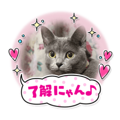[LINEスタンプ] ウィンキーとパシャペリ