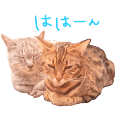 [LINEスタンプ] ニャンだふる日和