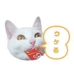 [LINEスタンプ] ラヴィ保護猫スタンプ