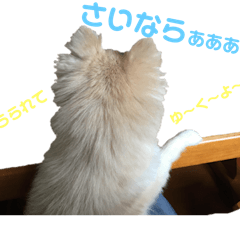 [LINEスタンプ] もふもふマリンちゃん3