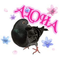 [LINEスタンプ] ぽPOっと鳩になれるスタンプ4th