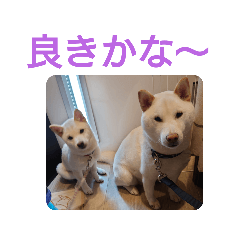 [LINEスタンプ] ワン太マメ太の日常1