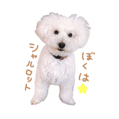 [LINEスタンプ] シャルロット 第二章