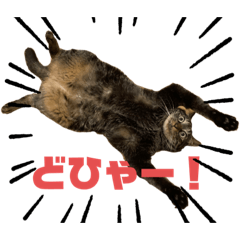 [LINEスタンプ] 猫派仲間〜？