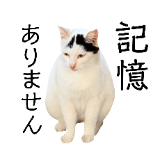 [LINEスタンプ] 【日本ネコスク】公式スタンプ NEW！活字