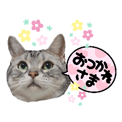 [LINEスタンプ] アメショーのレオたん