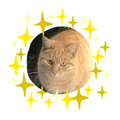 [LINEスタンプ] ぬこすたんぷその1