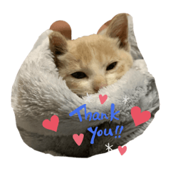[LINEスタンプ] ❤︎ほちゃて❤︎