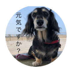 [LINEスタンプ] ミニュチュア ダックス