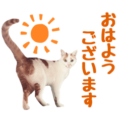 [LINEスタンプ] サカキマーネコチャンズ