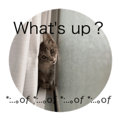 [LINEスタンプ] しもてぃーず4