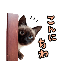 [LINEスタンプ] 【日本ネコスク】公式スタンプ NEW！3