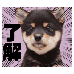 [LINEスタンプ] こうめパート2