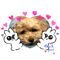 [LINEスタンプ] トイプードル0510