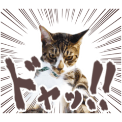 [LINEスタンプ] 猫のしぐれのスタンプ