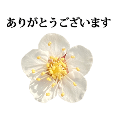 [LINEスタンプ] 梅の花 と 敬語の画像（メイン）