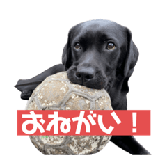 [LINEスタンプ] ellie ＆ roy