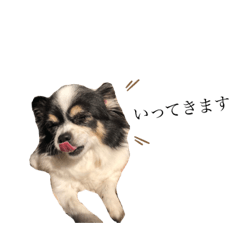 [LINEスタンプ] ちょこ②